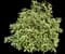 Tea Olive Shrub — design image 9