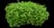 Red Currant — design image 4