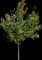 Hot Wings® Tatarian Maple Tree — design image 3