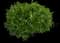 Evergreen Japanese Euonymus Shrub — design image 5