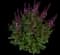 Woodland Sage — design image 26