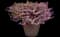 Enchantia Lavender Cuphea — design image 2