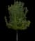 Flowering Pear Tree — design image 12