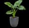 Emerald Isle Elephant Ear — design image 2