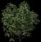 Tea Plant — design image 4