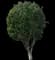 Weeping Fig Tree — design image 3
