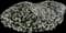Silverbush — design image 1