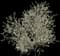 Blackthorn — design image 4