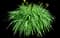 Daylilly — design image 16
