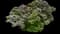Common Lilac — design image 8