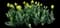 Tulip 'Akebono' — design image 1