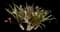 Giant spider lily — design image 1