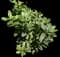 Toyon — design image 1