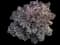 Beauty Bush Shrub — design image 2