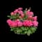 RADtkopink Double Pink Knock Out® Rose — design image 1