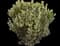 Carrot Leaf Geranium — design image 1