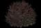 Chinese Fringe Flower - Loropetalum — design image 1