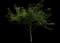 Flowering Cherry Tree (Prunus serrulata) — design image 2
