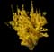 Forsythia Shrub — design image 8