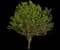Jack® Flowering Pear — design image 1