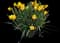 Wild Daffodil — design image 1