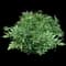 Japanese Astilbe — design image 4