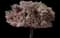Flowering Cherry Tree (Prunus serrulata) — design image 3