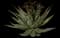 Shaw's Agave — design image 2
