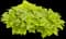 Sweet Potato Vine (Ipomoea) — design image 1