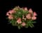 Inca Coral® Peruvian Lily — design image 1