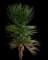 Pinguin Bromelia — design image 1