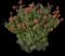 Cape Honeysuckle — design image 3