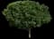 Cornelian Cherry Dogwood — design image 1