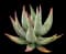 Mitre Aloe — design image 2