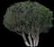 Indian Coral Tree — design image 1