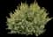 Dwarf Myrtle — design image 2