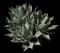 Parry's Agave — design image 17