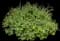 Happy Face® Yellow Potentilla — design image 1