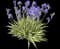 Gold Variegated Sweet Iris — design image 1