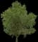 Downy Oak — design image 3