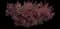 Flowering Plum Tree (Prunus cerasifera) — design image 2