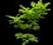Vine Maple Tree — design image 1