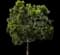 Yew Podocarpus — design image 12