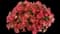 Capella™ Salmon Improved Petunia hybrida — design image 1
