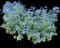 Jack Frost Brunnera — design image 1