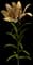 Orange Asiatic Lily — design image 1