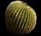 Golden Barrel Cactus — design image 3