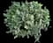 Indian Hawthorn (Rhaphiolepis indica) — design image 23