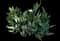 Barbary fig — design image 6