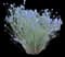 Appar Blue Flax (Linum) — design image 2